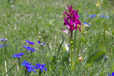 activite Mountain Flowers and Plants