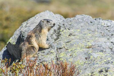 activite The World of Marmots