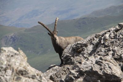activite In the Kingdom of the Ibex