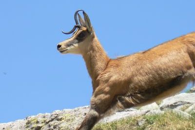 activite Chamois just after getting out of bed